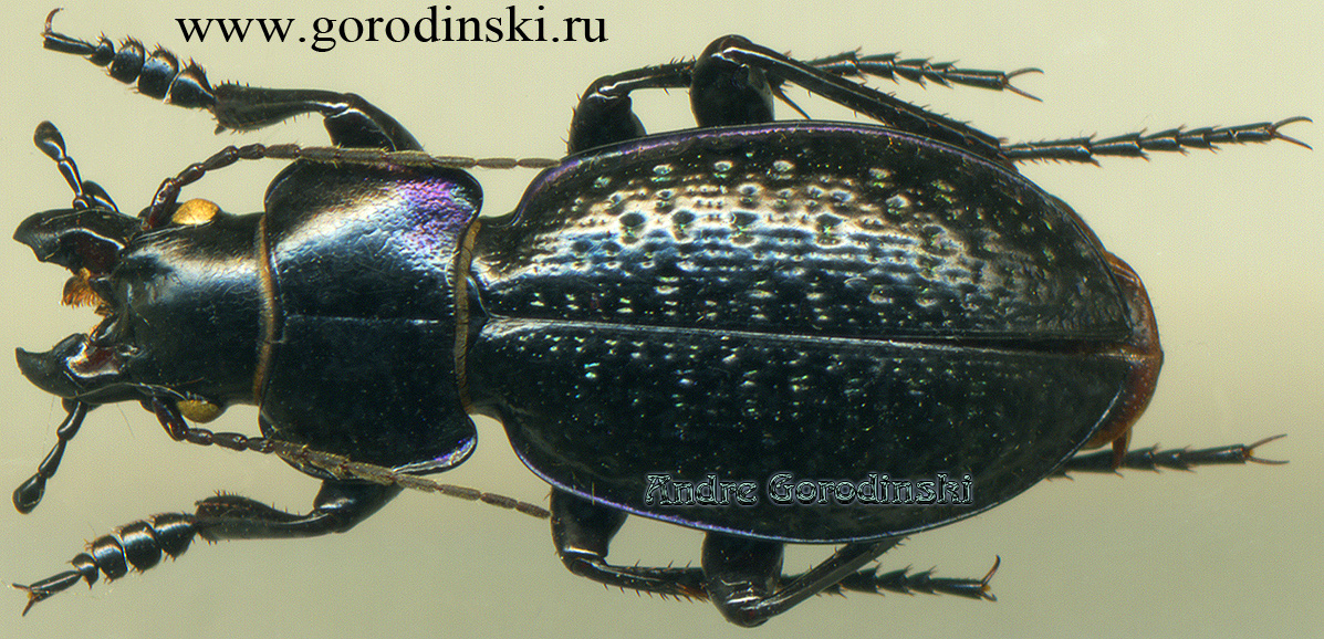 http://www.gorodinski.ru/carabus/Cratocarabus puer tuiukensis.jpg